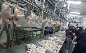 چگونگی غلبه تولید داخلی مرغ و تخم‌مرغ بر مصرف در ماه‌های اخیر

