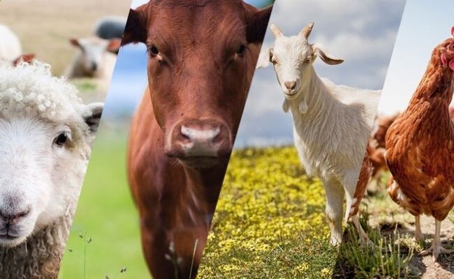 نقش راهبردی فائو در توسعه پایدار صنعت دام و طیور ایران