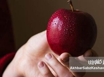 بوییدن سیب موجب کاهش فشار خون می‌شود