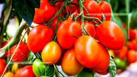 بی رغبتی بازرگانان به خرید و صادرات گوجه ‌فرنگی

