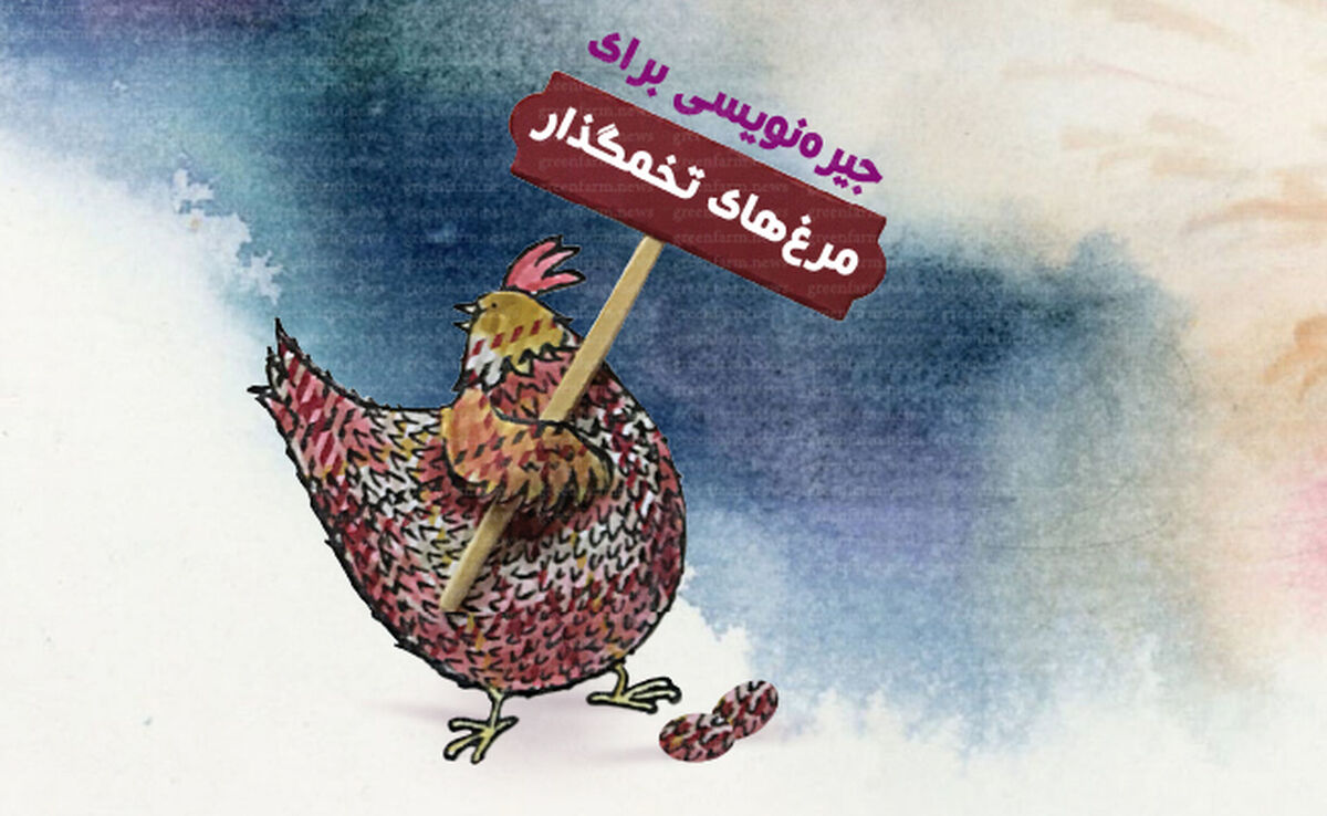 جیره‌نویسی برای مرغ‌های تخمگذار

