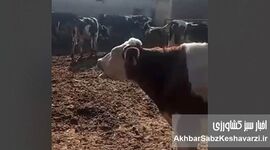 فاجعه تب برفکی در گاوداری‌ها؛ فریاد دامداران از بی‌پاسخی وزیر جهاد کشاورزی+ ویدئو