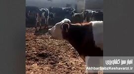 فاجعه تب برفکی در گاوداری‌ها؛ فریاد دامداران از بی‌پاسخی وزیر جهاد کشاورزی+ ویدئو