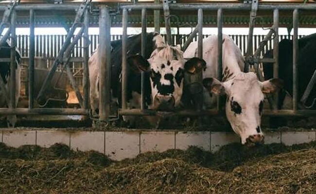 چرا پاییز فصل افزایش بیماری‌های تنفسی در دام است؟