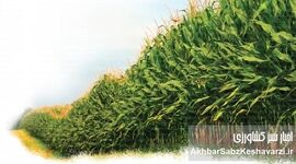 تاثیر گرما بر کشت ذرت