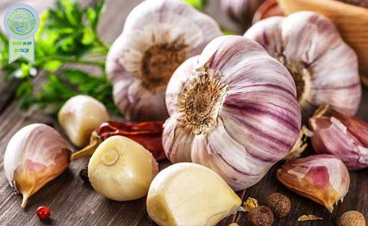 آشنایی با مواد مؤثره و خواص گیاه دارویی سیر
