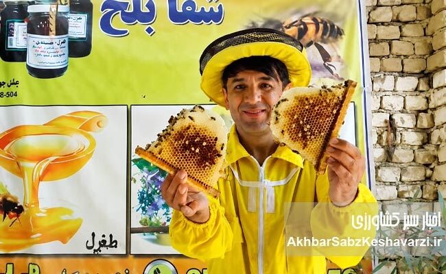زنبورداری افغانستان در پیچ وخم مشکلات ولی زنده+کلیپ