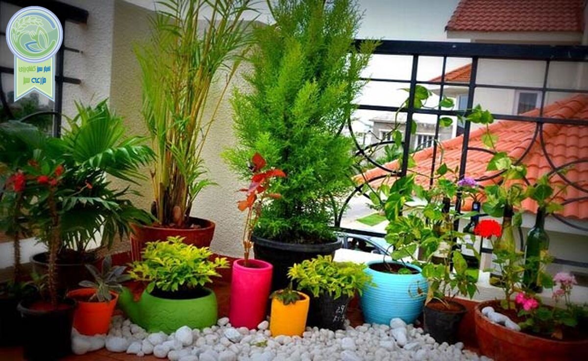 بهترین گل‌های آپارتمانی برای داخل منزل

