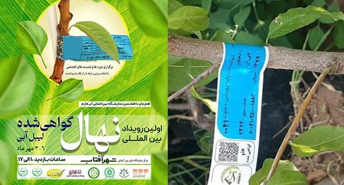 نمودی دیگر از بلوغ و شکوفایی آیفارم

