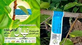 نمودی دیگر از بلوغ و شکوفایی آیفارم

