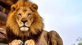 فیلمی جالب از شیرهای درخت‌پیمای ملکه الیزابت

