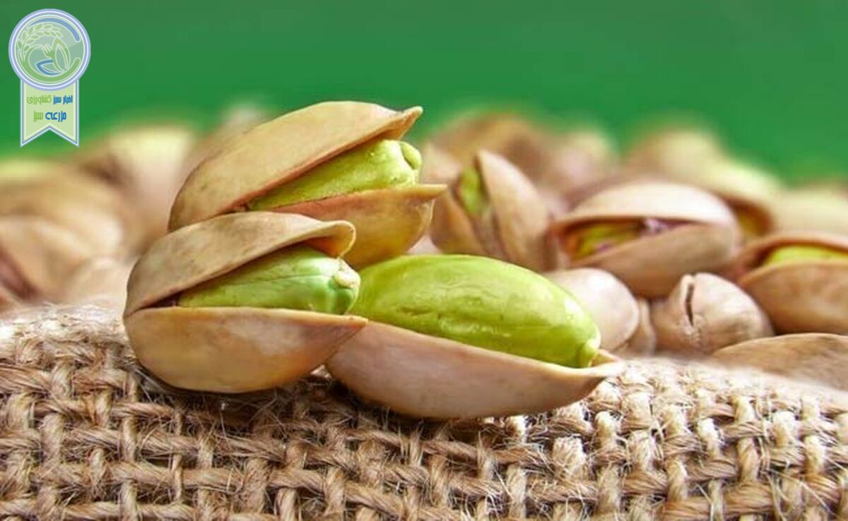پسته ایرانی هم  فراموش می‌شود؟


