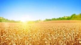 برنامه ملی کانادا برای حل مشکلات کشاورزی