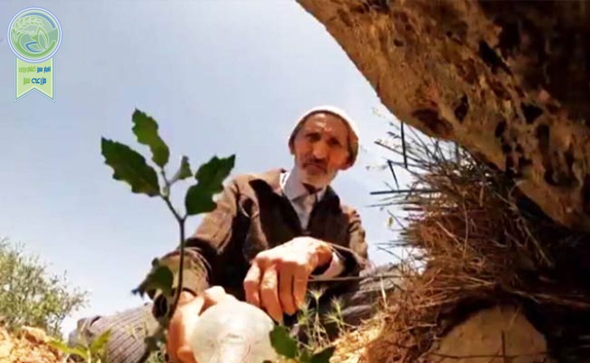 احیای 2000 هکتار جنگل توسط مردی 80 ساله در ایران+ ویدئو

