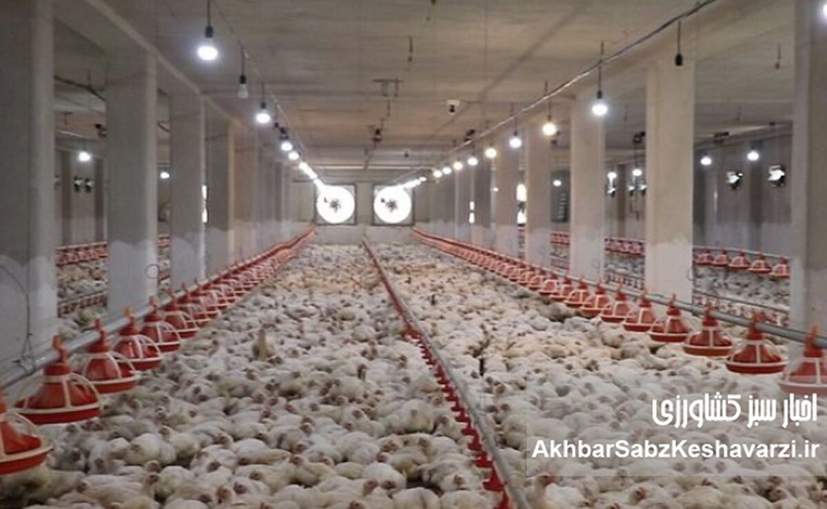  اعتراض نمادین مرغداران شیراز به بحران توزیع نهاده‌ها