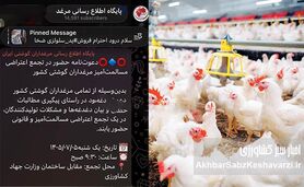 فریاد مرغداران گوشتی به پاستور رسید؛ قرار تجمع مقابل جهاد