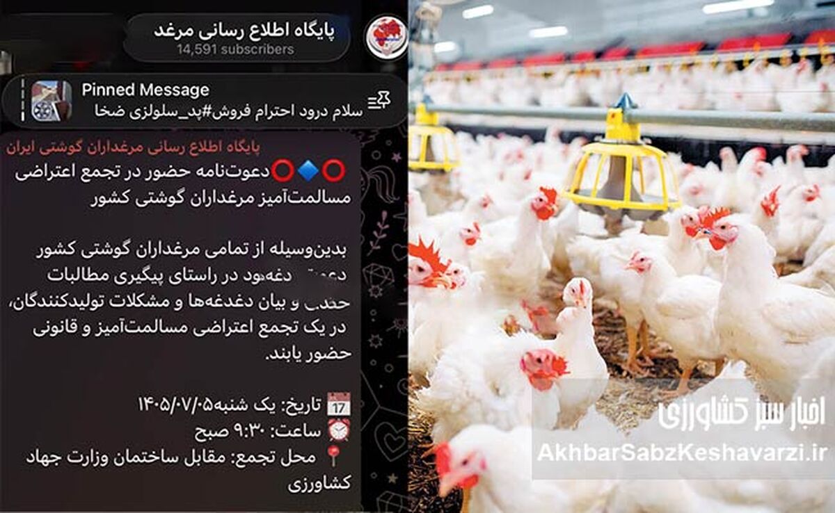 فریاد مرغداران گوشتی به پاستور رسید؛ قرار تجمع مقابل جهاد