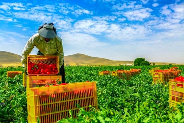 چرا طرح کشاورزی قراردادی در ایران موفق نبود؟

