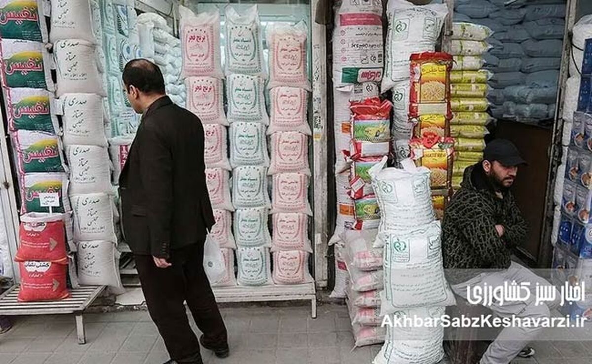 کاهش قیمت برنج ایرانی در بازار؛ عقب‌نشینی طارم و هاشمی با ورود برنج خارجی