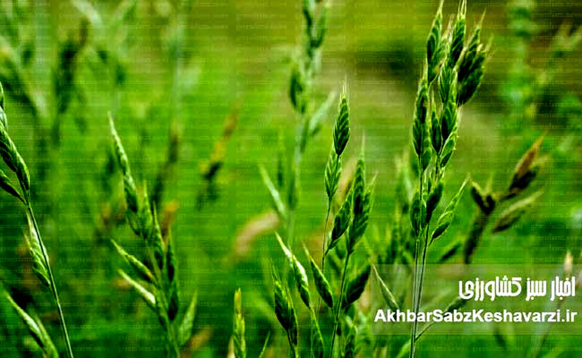 چگونه علف‌های هرز باریک‌برگ را برای همیشه از مزارع خود حذف کنیم؟