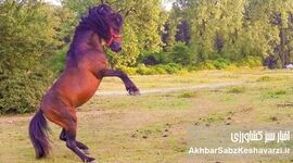 غفلت سازمان تات؛ زنگ خطر برای نجات اسبچه خزر