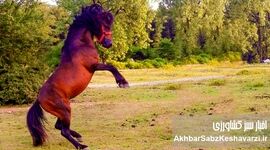 غفلت سازمان تات؛ زنگ خطر برای نجات اسبچه خزر