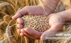 تثبیت نرخ ارز واردات گندم در ۲۸۵۰۰؛ جزئیات جدید

