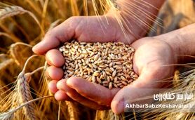 گندم در آستانه بازنگری قیمتی؛ دولت به‌دنبال ترکیب افزایش نرخ و پرداخت یارانه