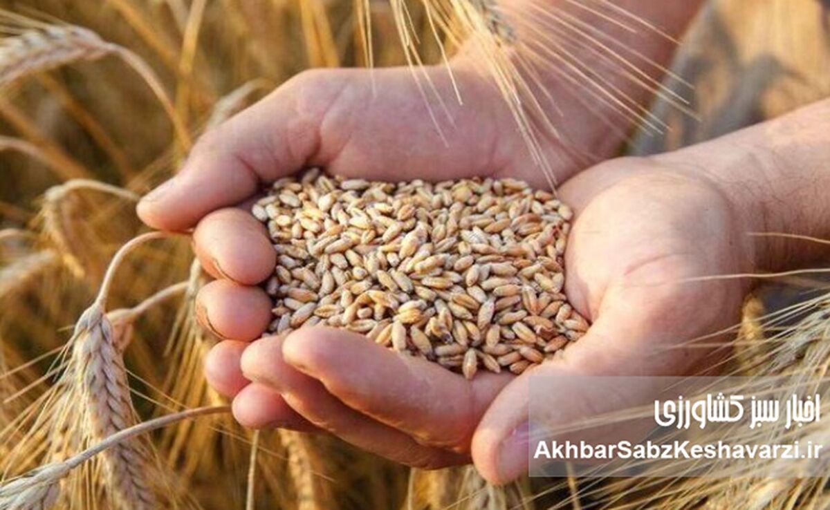جهش تولید گندم و جو در سال زراعی؛ پیش‌بینی امیدوارکننده