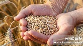 گندم در آستانه بازنگری قیمتی؛ دولت به‌دنبال ترکیب افزایش نرخ و پرداخت یارانه