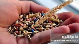 بذرهای بومی؛ سرمایه خاموش کشاورزی ایران در عصر بحران آب