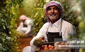 تحول شگفت‌انگیز در دل کویر: چگونه کشاورزی عربستان سعودی دگرگون شد؟