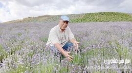 حفاظت خاک و آب با اسطوخودوس+ ویدئو