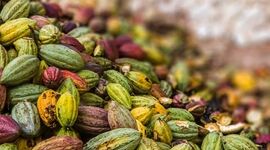 کاکائو را بهتر بشناسیم+ ویدئو

