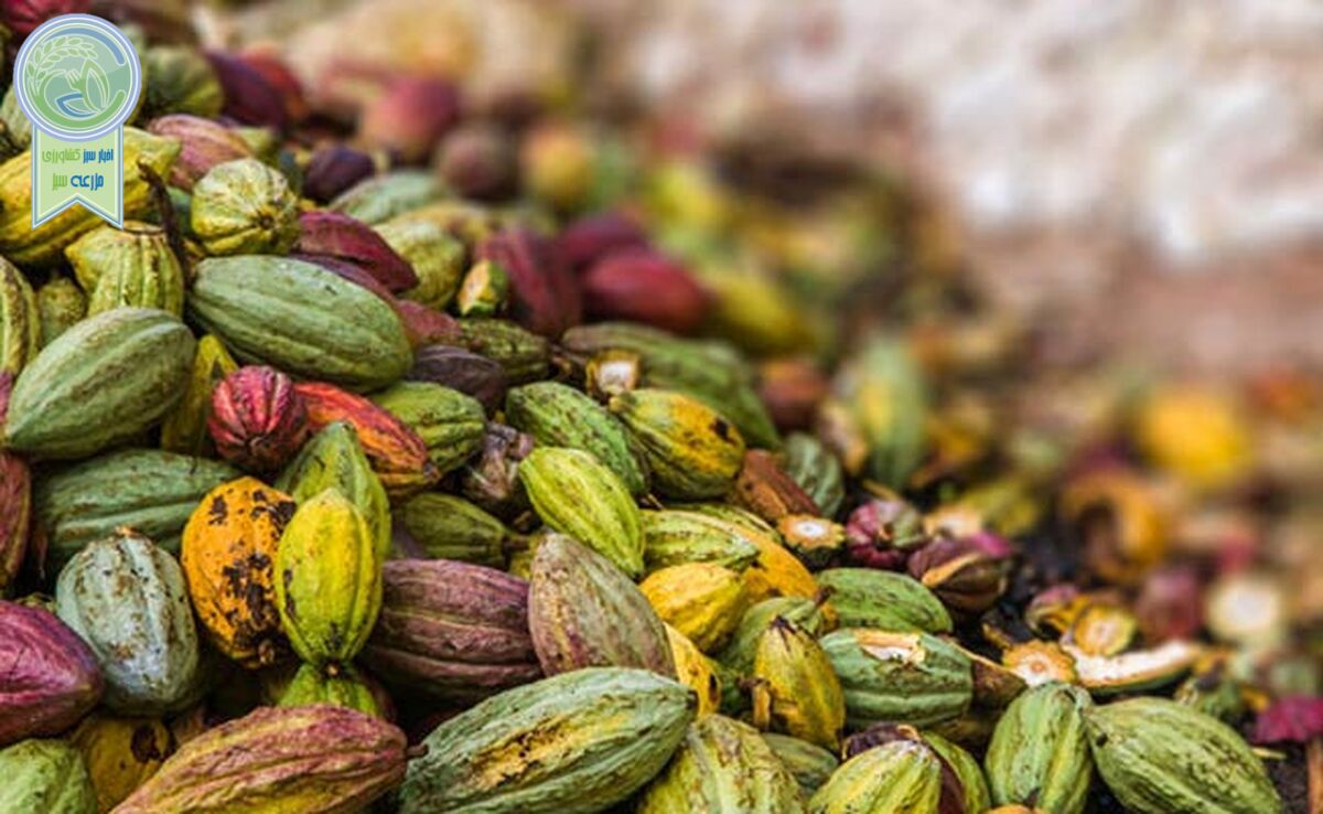 کاکائو را بهتر بشناسیم+ ویدئو

