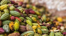 کاکائو را بهتر بشناسیم+ ویدئو

