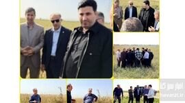 بازدید میدانی قائم‌مقام صندوق بیمه کشاورزی از مزارع خسارت‌دیده اندیمشک