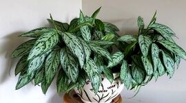 رازهای نگهداری از آگلونما 

