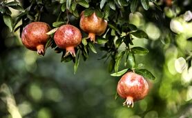 ترانه زیبای انار انار با گویش خوش یزدی
