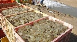 آغاز اجرای ۱۰ طرح شیلاتی در استان بوشهر

