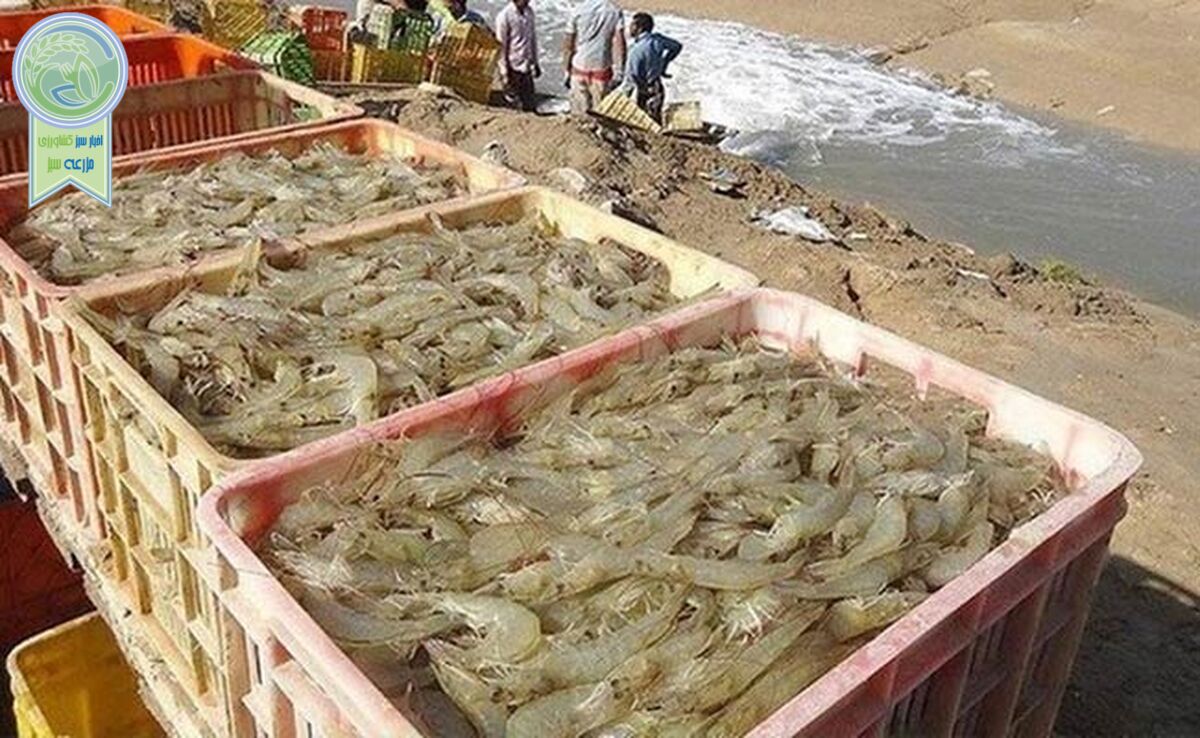 آغاز اجرای ۱۰ طرح شیلاتی در استان بوشهر

