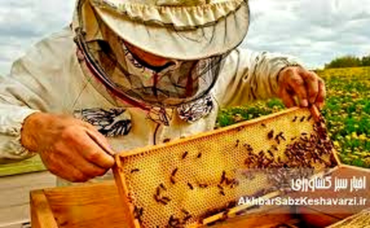 تقویم زنبورداری در اردیبهشت ۱۴۰۵؛ راهنمای گام‌به‌گام پیشگیری از «بچه‌دهی» کندو