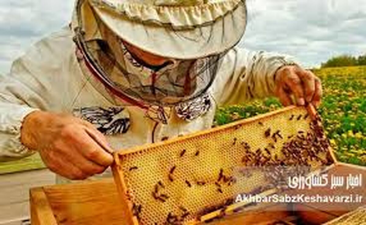 چرا تغییرات اقلیمی تولید عسل را با چالش مواجه کرده است؟
