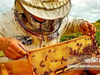 چرا تغییرات اقلیمی تولید عسل را با چالش مواجه کرده است؟
