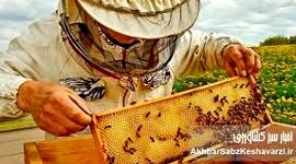 چرا تغییرات اقلیمی تولید عسل را با چالش مواجه کرده است؟