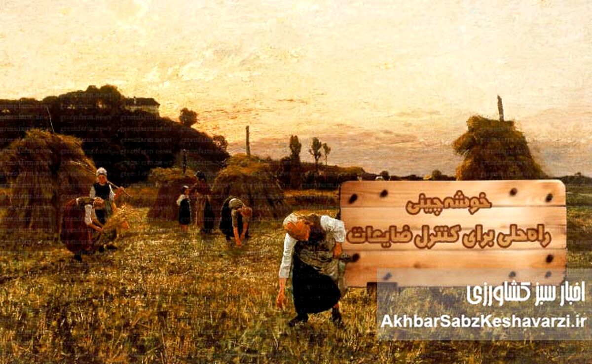 خوشه‌چینی؛ راه‌حلی برای کنترل ضایعات