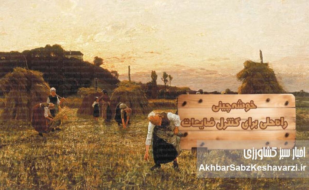 خوشه‌چینی؛ راه‌حلی برای کنترل ضایعات