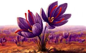 زعفران؛ ترکیبات، مواد موثر و نقش آن در سلامت


