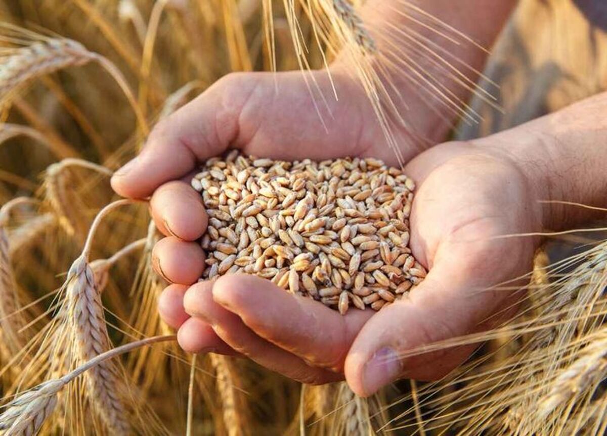 تحقق ۱۰۰ درصدی خودکفایی با خرید تضمینی ۱۲ میلیون تن گندم

