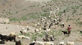 افزایش تولید گوشت عشایر به ۲۰۰۰ تن در سال


